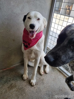 Vaunilha sucht ein Zuhause Bild 4