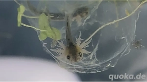BITTE hört auf Axolotl Eier zu verkaufen kaufen !