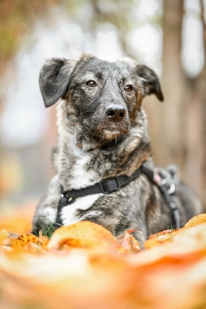 Chioni sucht ein Zuhause für immer