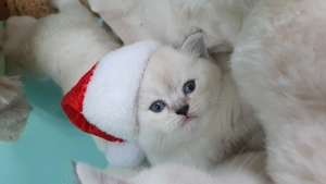 Silver Classic Britisch Shorthair