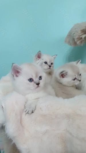 Silver Classic Britisch Shorthair