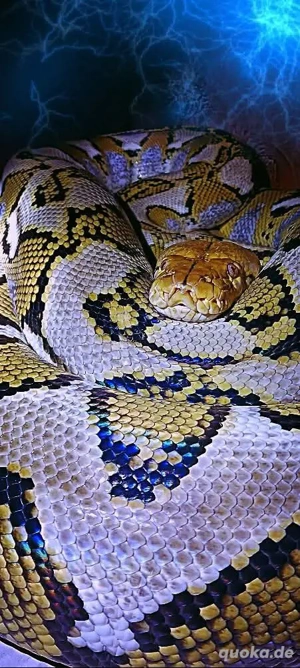 Netzpython '23 (Classic Albino)