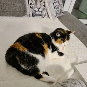 arme, hundeverträgliche Katzen Goldi und Pumi wurden nicht mehr abgeholt