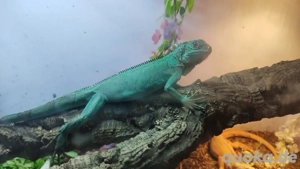 Grüner Leguan rot albino und blau zu verkaufen