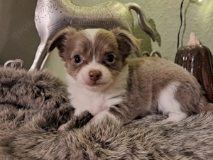 Chihuahua Welpen in Lilac tan