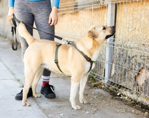 Süß und aufgeweckt   das ist Asura!