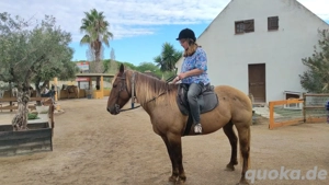 Suche Reitbeteiligung auf einem PFERD 