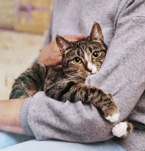 etwas schüchterne aber liebe Katzen Erbse und Bohne suchen endlich ihr Glück