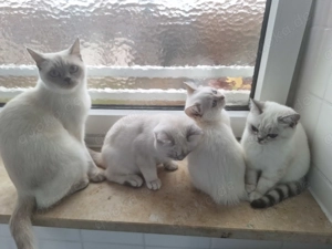 Absofort Kittys bkh Kätzchen Baby Katzen 