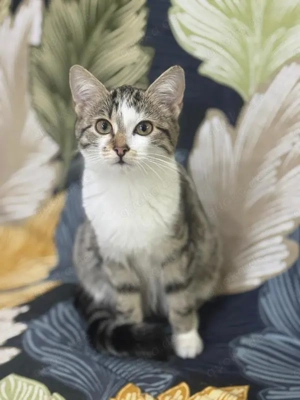 wundervolle kleine Katze Romina sucht ein schönes Zuhause