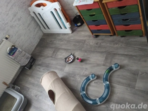 Katzenpension  Betreuung bei mir Zuhause in Herne  Bild 3