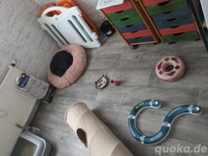Katzenpension  Betreuung bei mir Zuhause in Herne  Bild 4