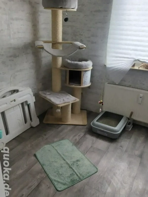 Katzenpension  Betreuung bei mir Zuhause in Herne 