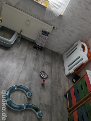 Katzenpension  Betreuung bei mir Zuhause in Herne  Bild 2