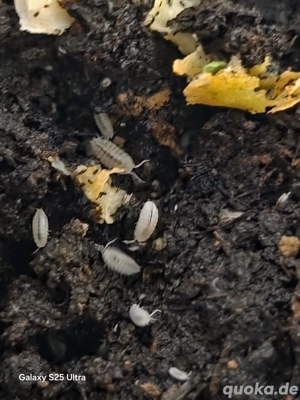 Trichorhina Tomentosa weisse Asseln