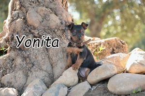 Kannst du dir vorstellen, dass dieses kleine Herzchen bald in deinem Zuhause glücklich wird?