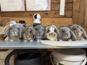Kleine Zwergwidder Kaninchen Jungtiere Hasen vom Züchter