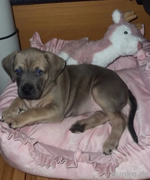 traumhafter americanbully boxer mix 