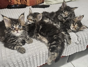 Maine Coon Kitten Schwarz-Silber-Tabby mit Stammbaum, 2x geimpft mit Gesundheitszeugnis und gechipt