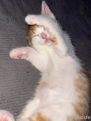 Simba sucht ein neues zu Hause