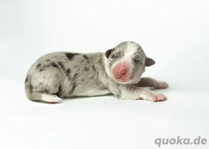 Border Collie Welpen