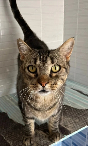 GINSENG   liebevoller Tigerkater sucht Zuhause