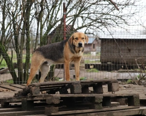 Wer schenkt Kane ein Zuhause?