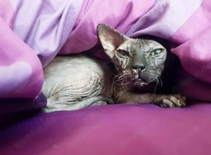 Sphynx Katze Bibsi    sucht neues Zuhause