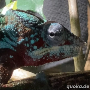 panther chamäleon furcifer pardalis