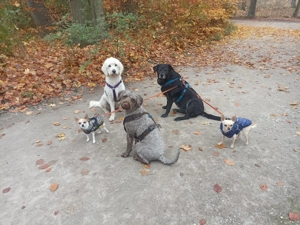 Gassiservice Pfotenrudel mit Herz und Verstand 