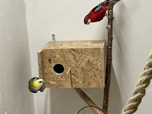 Rosellasittiche abzugeben Robino 