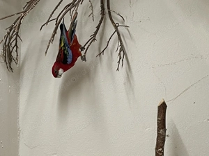 Rosellasittiche abzugeben Robino 