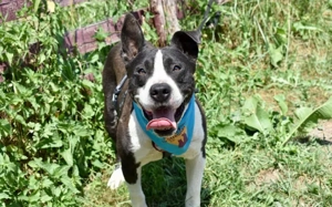 Spillo sucht Zuhause außerhalb DE