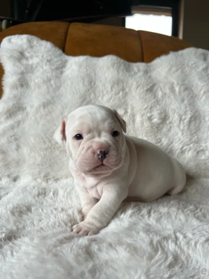 American Bully   Französiche Bulldoggen Mix Welpen