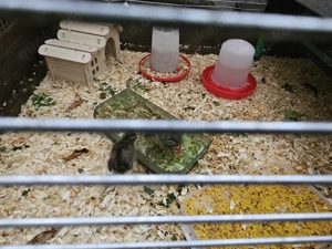 Zwergwachteln abzugeben 