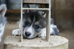 Husky Welpen mit Gesundheitsbescheinigung 