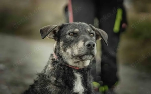 Strolch sucht ein aktives Zuhause