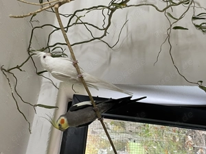 Nympensittich suchen ein neues zu Hause 