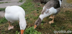 Pommerngänse, Gänse