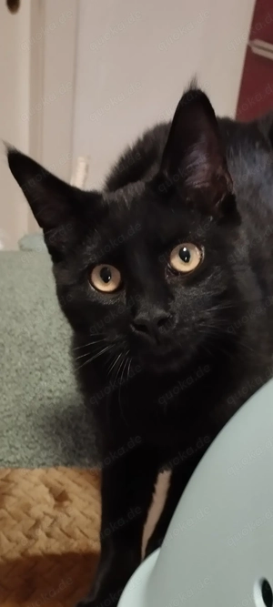 Kater Mix in schwarz 