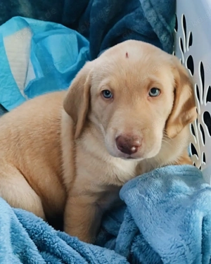 Labrador Welpen mit Papieren.