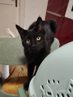 Kater Mix in schwarz 