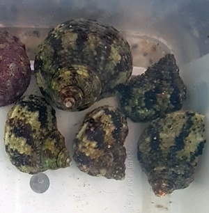 Meerwasser Turbo Schnecken Bruneus Aquarium 