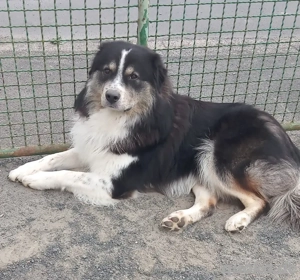 ich bin happy   und suche ein neues zuhause 