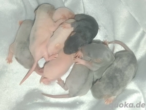 Rattenbabys