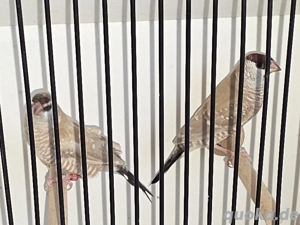 Zeresamadinen Paar isabelfarben 