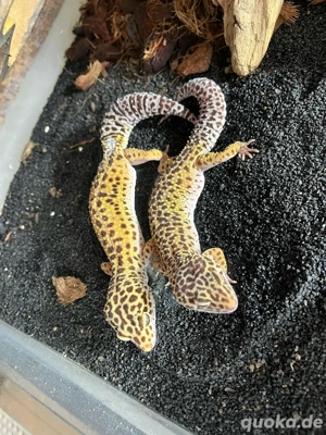 Leopardgekkos  Bild 3