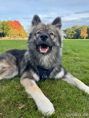 Junger Wolfsspitz in gute Hände abzugeben 