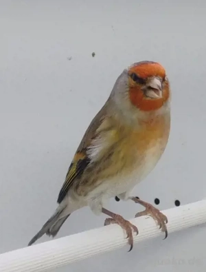 Stieglitz Mischling Hahn 