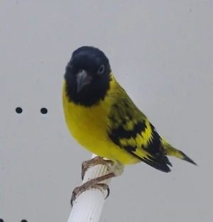 Stieglitz Magellanzeisig Hahn 